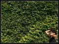 Green Peace