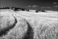  IR    