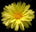 Fine yellow