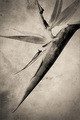 strange flower
