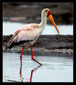 Yellow-billed Stork.