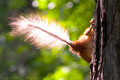  - / Firebird`s Feather