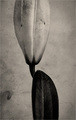 lily flower. male/female