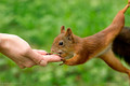  / Frog-Squirrel