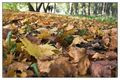 Fall