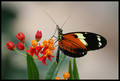 Flower & Batterfly...