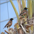 Common Indian Mynas.