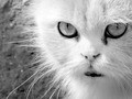 White ghost