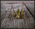 macro