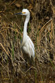 Egret