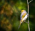 Honeyeater.
