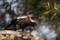  Australian Magpie.