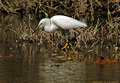    Egret