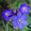  / Snowdrop