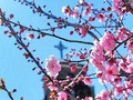 Spring coming