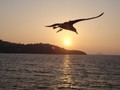 sea gull
