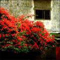 Bougainvillier