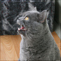Demon