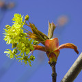 Maple blossom