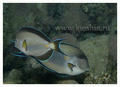 Acanthurus shoal