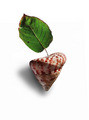 fruit # 1