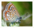   (Polyommatus icarus)