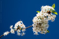   / herry Blossom