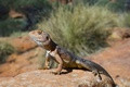 Ctenophorus