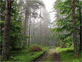Rain Forest