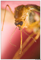 Mosquito