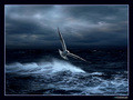 SEAGULL
