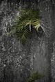 leaf on a wall
