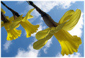 Narcis