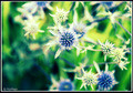 I fiori...proprio