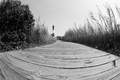 The Road To The Lighthouse