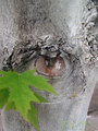 Eye