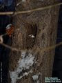 Hole wood