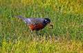 American robin