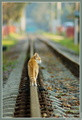 RailCat