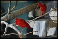 Scarlet Ibises