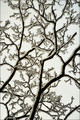 branching