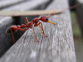 Red Ant