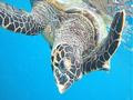  : www.photo-snorkel.nm .ru
