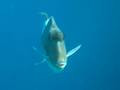 -: www.photo-snorkel.nm .ru