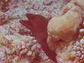 : www.photo-snorkel.nm .ru