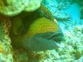  : www.photo-snorkel.nm .ru
