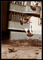 doves hunt and dog