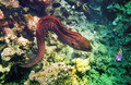  : www.photo-snorkel.nm .ru