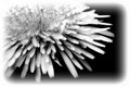 flower from my childhood