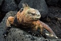 Amblyrhynchus cristatus